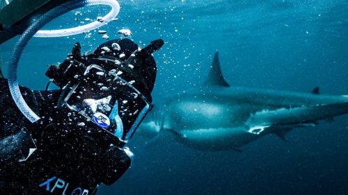 What to Watch Sunday: Shark Week starts on Discovery — see schedule highlights