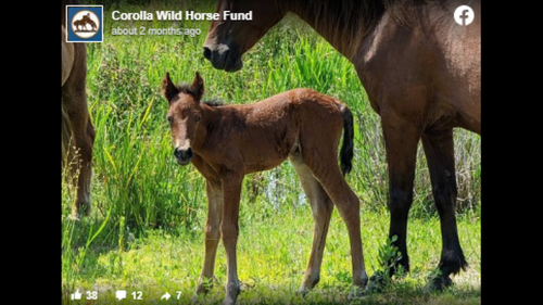 6-week old wild horse dies on Outer Banks after contracting painful fungal disease