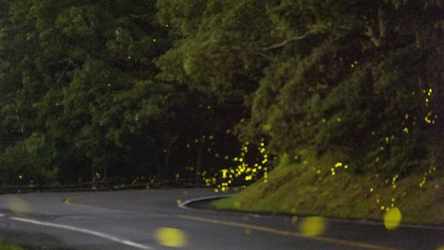 Demand high for tickets to firefly spectacular in NC mountains. Here’s how to get one.