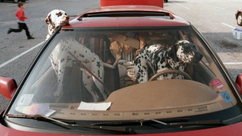 Should you be able to drive with Fido on your lap? These NC lawmakers don’t think so