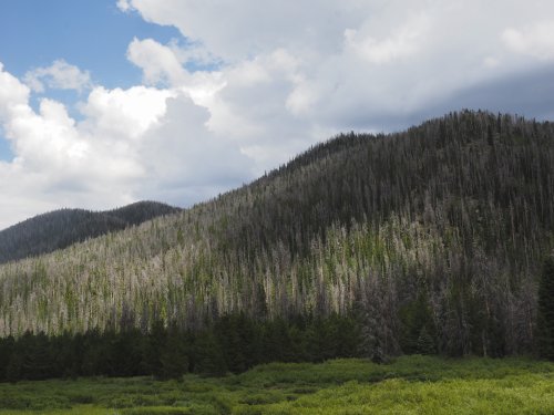 Colorado’s tree-eating pine beetles are surging back after a prolonged dry spell