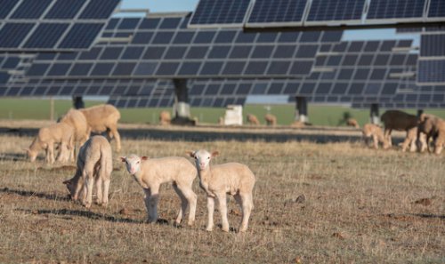 NY Solar Grazing Combines Farming, Climate-Smart Resources
