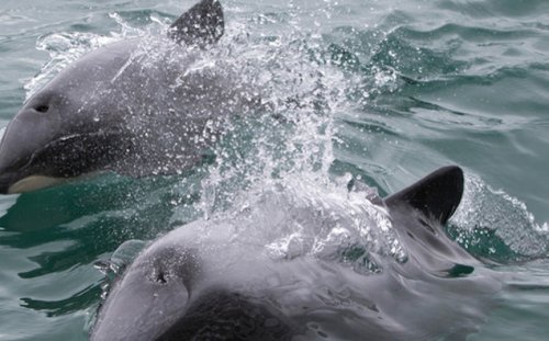 Grisly find: Probe after butchered dolphin discovered on Auckland beach