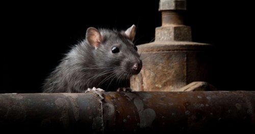 Larger street rats already being snapped up for Christmas dinner