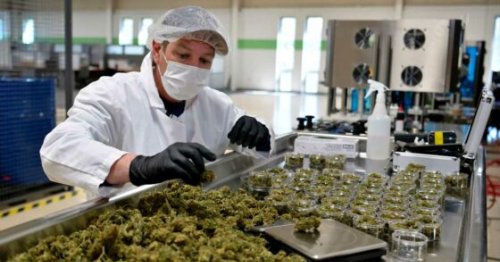 L’industrie américaine du cannabis génère actuellement plus de 440 000 emplois à temps plein