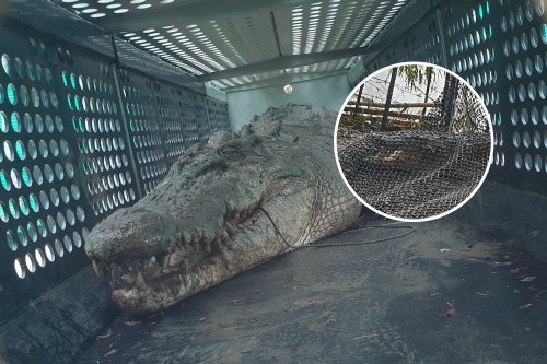 'Dangerous' 14-Foot Crocodile That Stalked Locals for Months Finally Caught