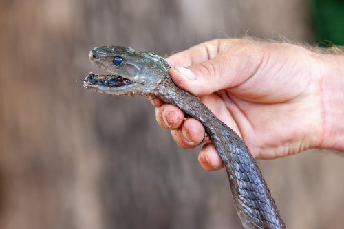 Black mamba repeatedly stabbed by construction crew found hiding in trash