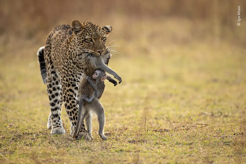 BaƄy BaƄoon Clings to Dead Mom in Jaws of Leopard in Heartbreaking Photo |  FlipƄoard