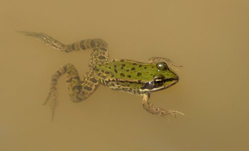 Will This Scar? Japanese Scientists Uncover Secret to Regenerative Skin in Frogs