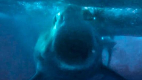 Great fright: Terrifying close-up of great white shark's bite