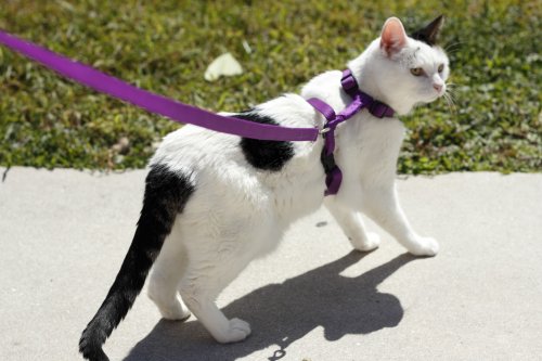 Cat Demanding Owner Walks Him Every Day Like He's a Dog Delights Internet
