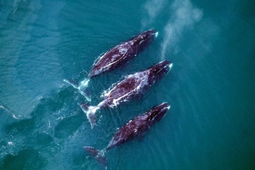 Migrating Whales Forced Into Danger's Path in 'Wild West' Arctic