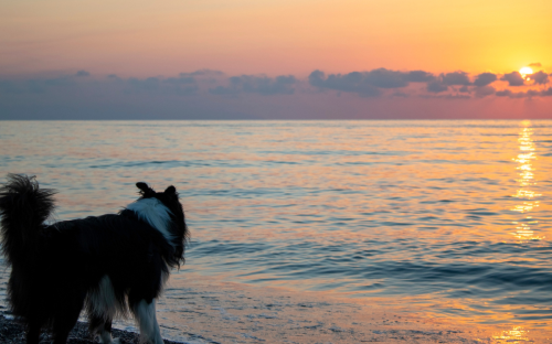 Pet Owner Catches Dog Having a Moment to Itself to Enjoy the Sunset