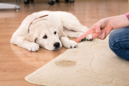 How to Discipline Your Puppy Effectively, According to Experts