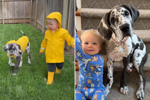 Great Dane and Toddler's Journey Growing Up Side by Side Melts Hearts