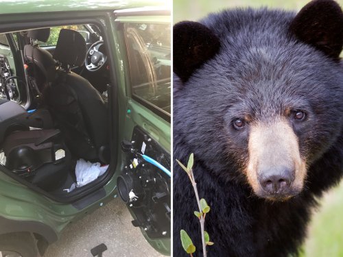 Tennessee Bear Dies after Getting Trapped in 140 Degree Car