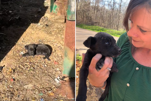 Moment Woman Finds 'Helpless' 6-Week-Old Puppy Abandoned Near Dumpster