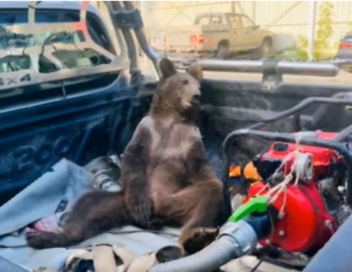 Bear Filmed Tripping on Hallucinogenic 'Mad Honey'