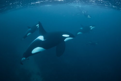 Scientists say they know why killer whales are attacking boats off the coast of Spain
