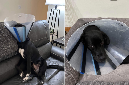 Hilarious Moment Dog in Cone of Shame Accepts His 'New Life as a Lamp'