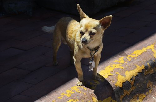 Man who recorded himself kicking, slitting puppy's throat on social media pleads guilty: "I'm cold hearted"