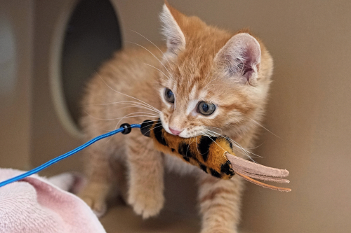 Cat Owner Doesn't Think New Kitten Will Get 'That Fluffy', They Were Wrong