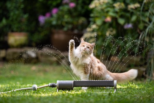 Hilarious 'Chillin' Kitty' Praised for Utilizing Fan During Heat Wave