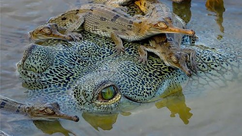 Loss of Crocodiles, Alligators Would Have Devastating Impact on Other Species