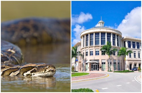 There's a Huge Burmese Python Roaming Around a Florida City