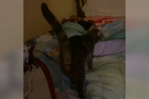 Mom Teaches Cat to Wake Up Daughter for School, Gets the Job Done