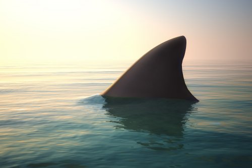 Two Shark Attacks Recorded at Myrtle Beach in Just One Day | Flipboard