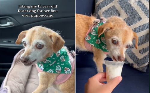 Rescue Dog Almost Euthanized for Being 'Too Old' Enjoys First Puppuccino
