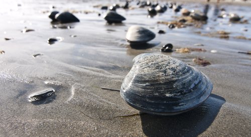 Clams May Hold the Secrets to a Longer Life, Scientists Claim