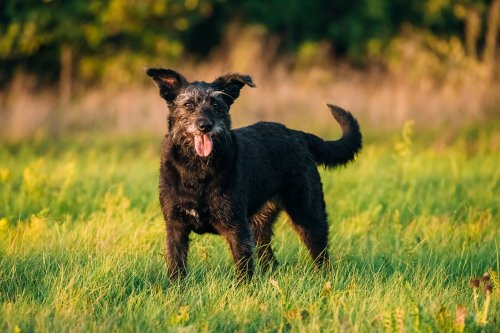 heartwarming-13-year-old-dog-trying-to-play-game-of-fetch-goes-viral