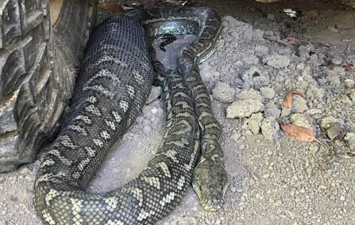 Huge snake that had just swallowed cat or possum found under car