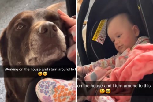 Mom of 6-Month-Old Turns Around, Can't Believe What Dog and Baby Are Doing