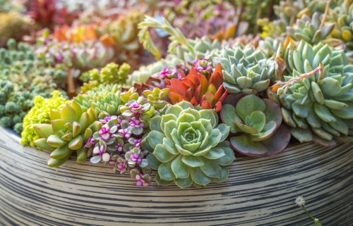 How to Grow and Care for Succulents Indoors