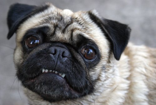 Hilariously grumpy puppy terrifies the internet—"My soul left my body"