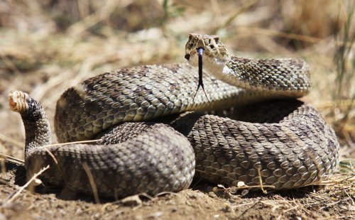 Watching This Video May Make You Less Scared of Snakes