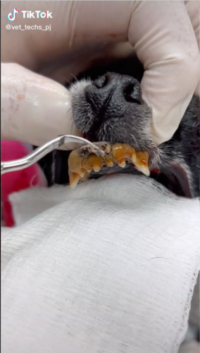 Vet shows consequences of not brushing your dog's teeth: "Brutal"