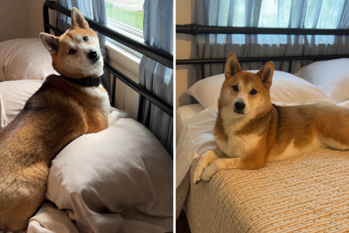 Owners Move Home With 'Spoiled' Shiba Inu—Then She Discovers Guest Room