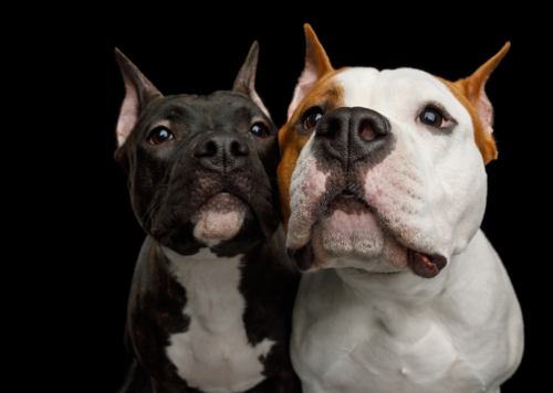 These are the 63 smartest dog breeds