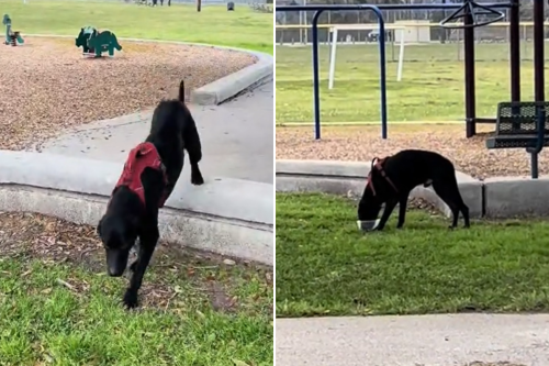 Man Finds Abandoned Dog With No Microchip, He Instantly Knows What To Do