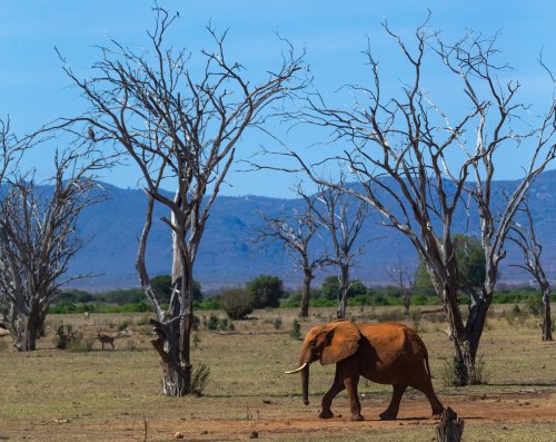 Elephants are attacking humans as climate change pushes them to the brink