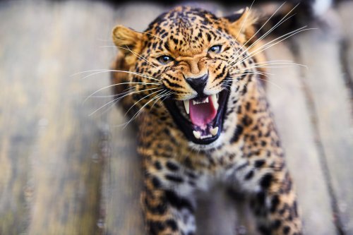 Mother Chased Leopard for Almost a Mile Then Fought It After It Took Her Son