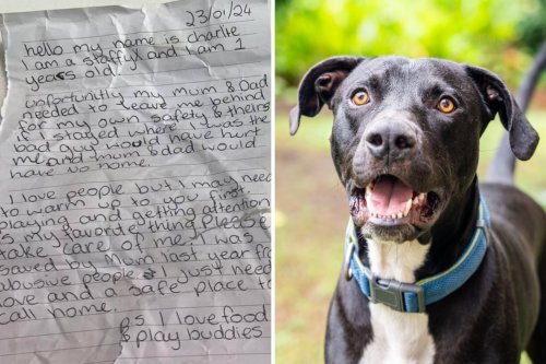Dog Abandoned in Park With Heartbreaking Note on Collar