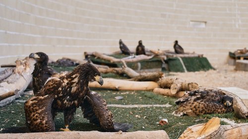 Sea Eagles Listed as Extinct in Spain Return After Breeding Program