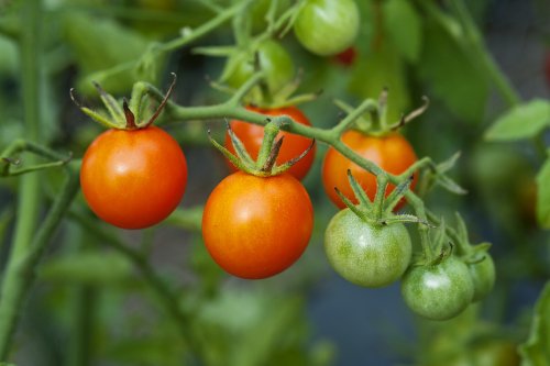 How to Care for Tomato Plants: Pruning, Trimming, Bug Control