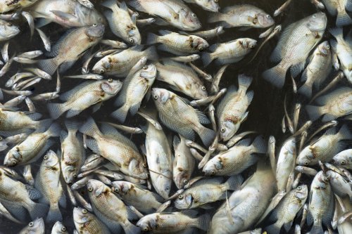 Scientists Explain Why Thousands of Dead Fish Are Washing Up Across Florida
