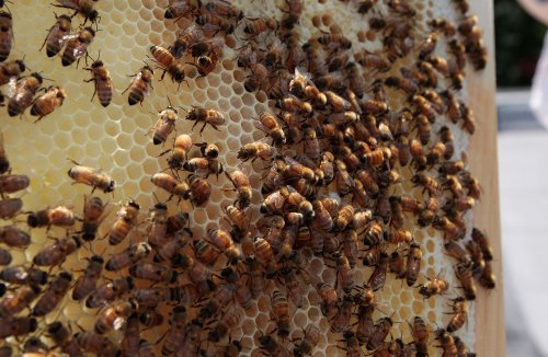 Landscaper killed by swarm of bees while suspended in harness